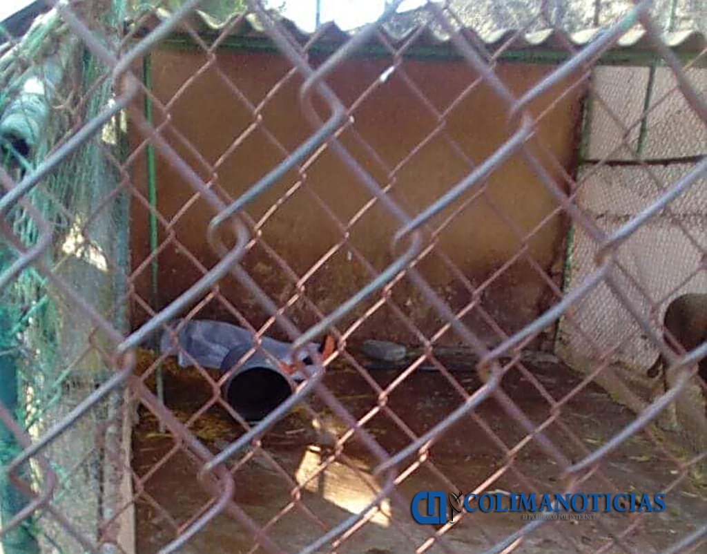 León mata a su cuidador en el zoológico de Tulancingo