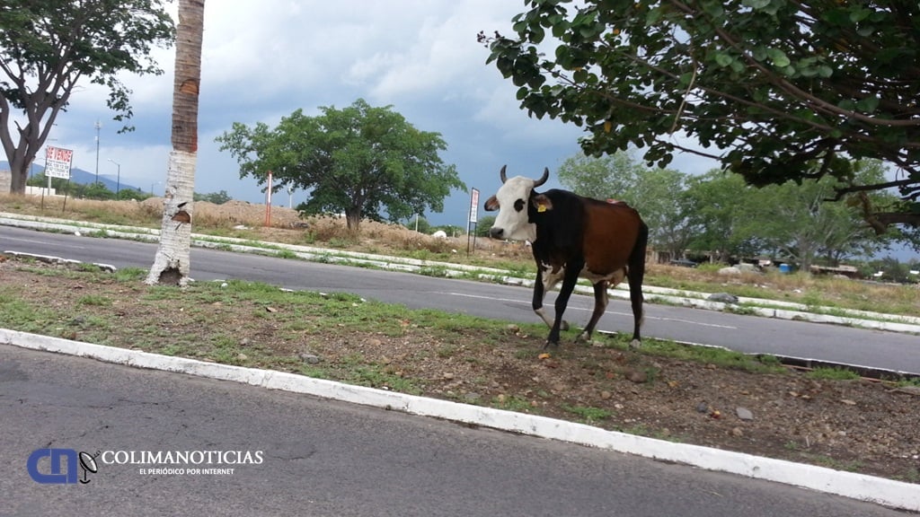 semovientes