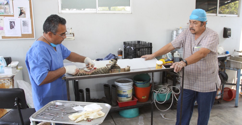 esterilización Colima_CAMPAÑA