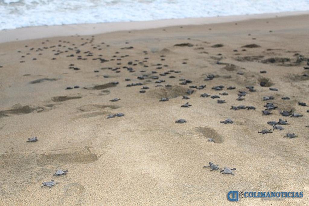 tortuguitas marinas