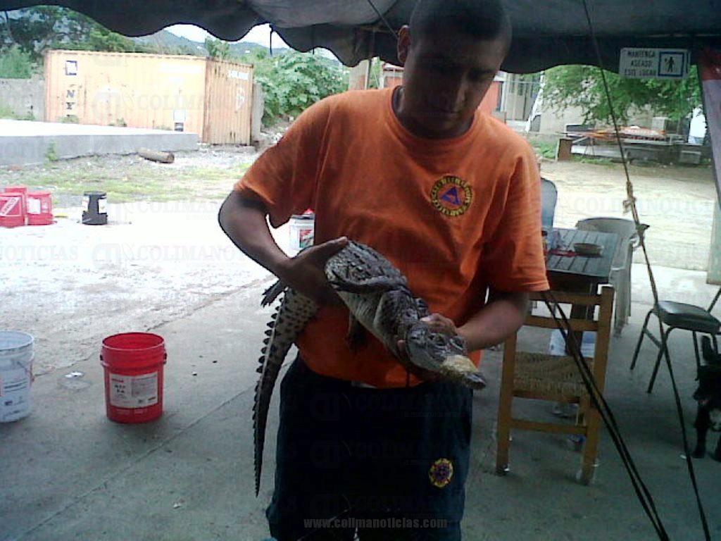 CN cocodrilo chico