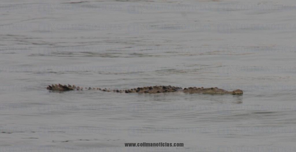 cocodrilo 11 sep