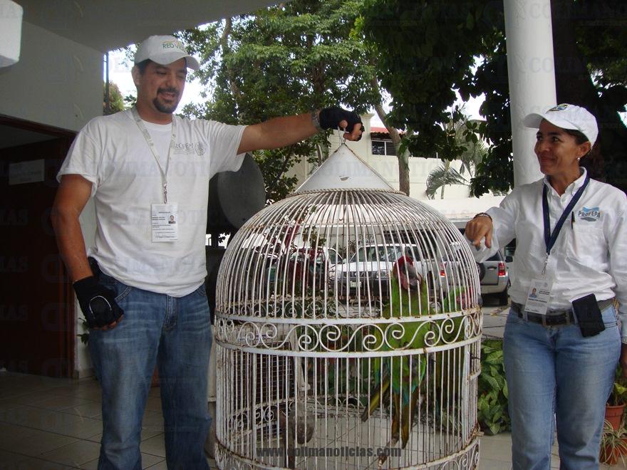 CN RESCATE guacamaya