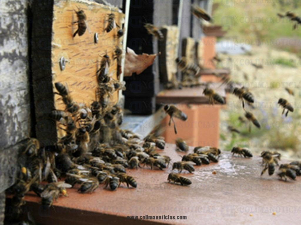 abejas china