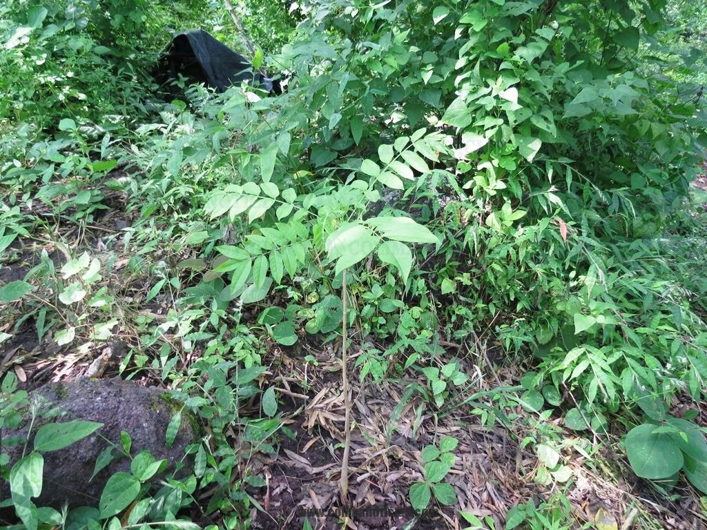 Reforestación Colima