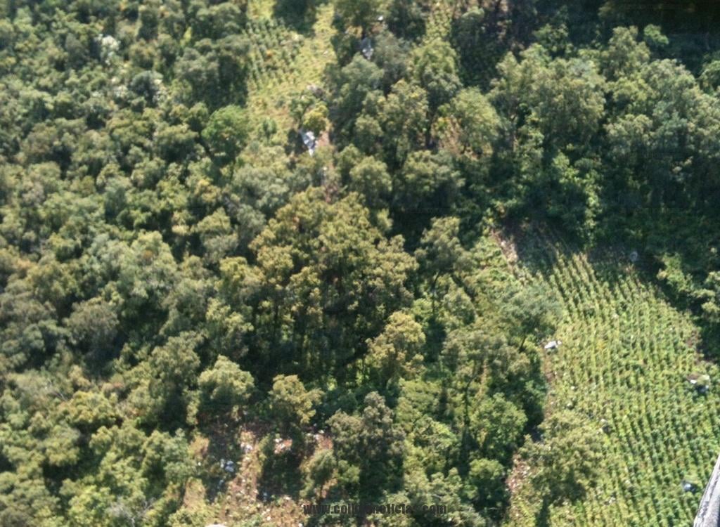 plantios de marihuana