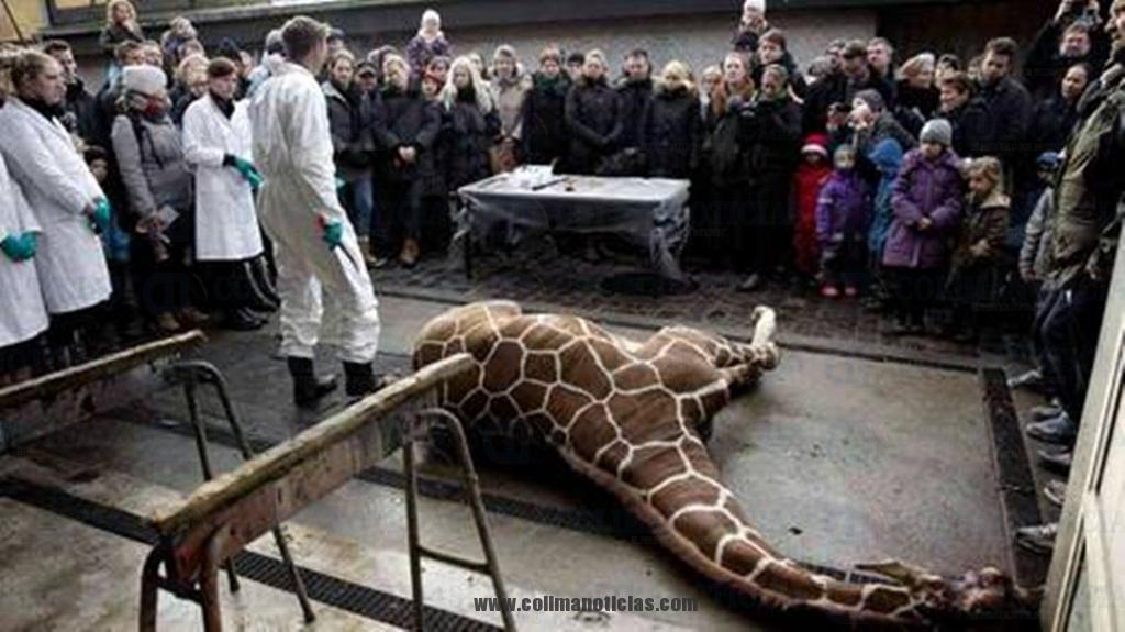 AUTOPSIA-Marius-Zoo-Copenhague