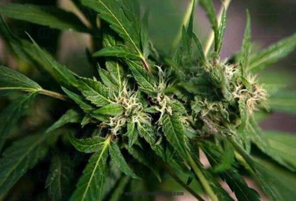 marihuana 13 feb
