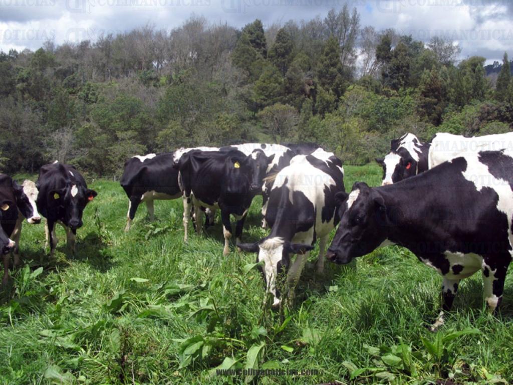 vacas 13