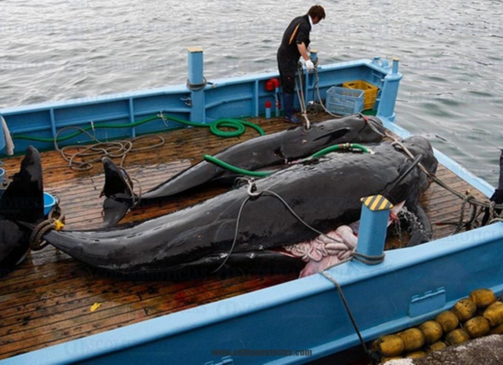 caceria de ballenas
