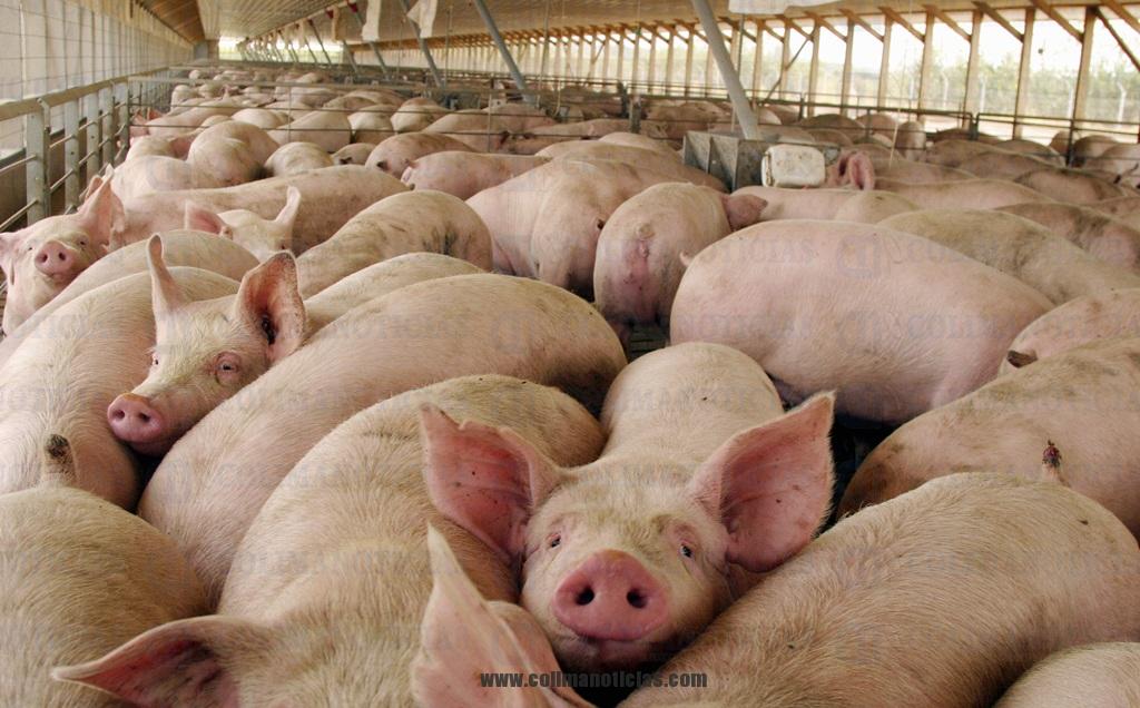PIGS