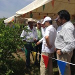 Brindan asesoría técnica a productores de limón