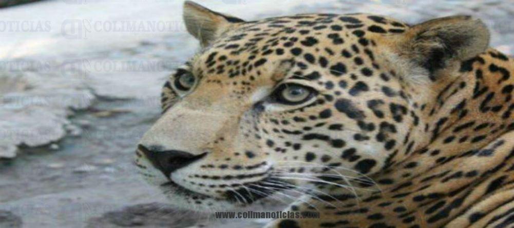 CN OPERATIVO JAGUAR