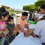 Vacunan perros y gatos