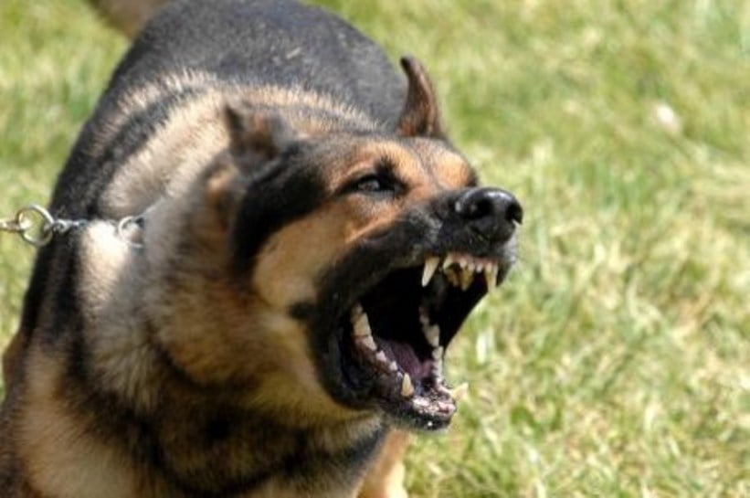 Perro atacando