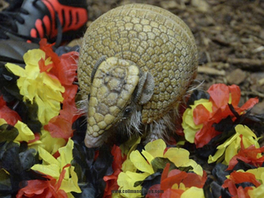 armadillo peligro de extincion