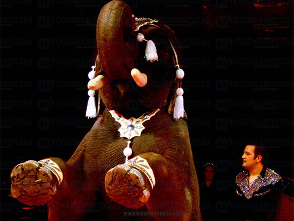 circo animales maltrato