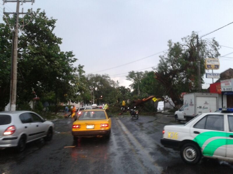 LLUVIA ARBOL CAIDO
