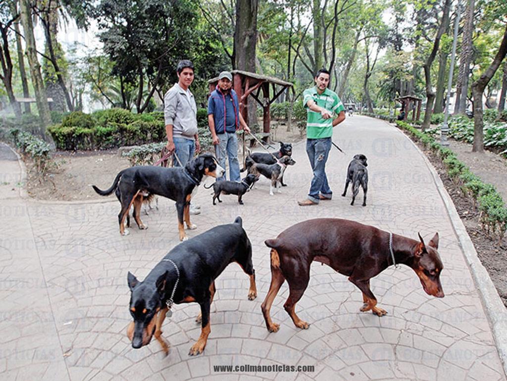 perros ley fracasa mont