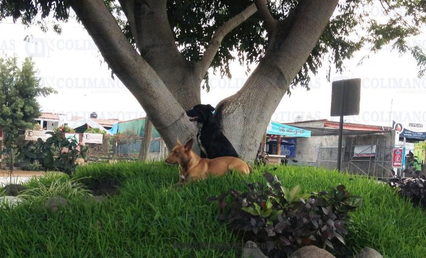 perros villa