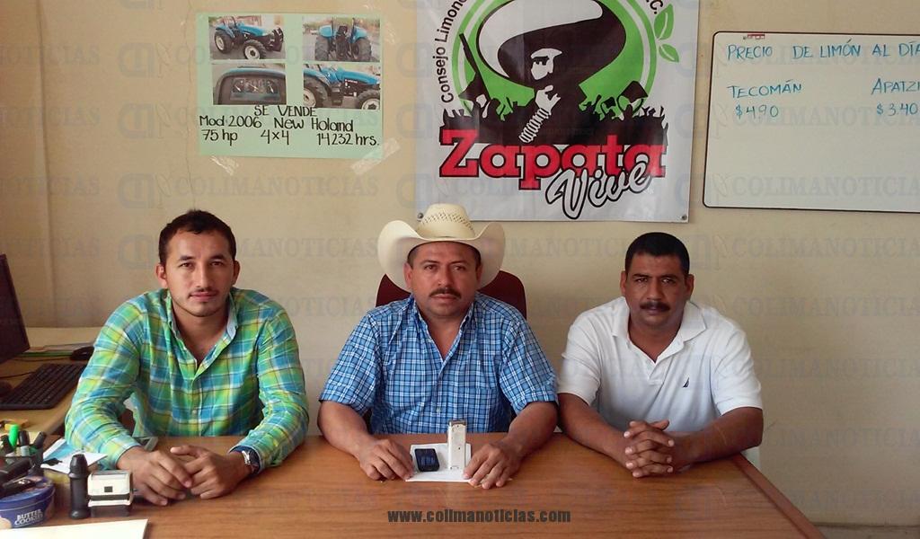 LUPILLO