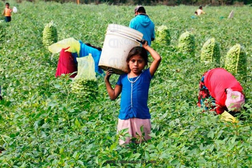 niños jornaleros