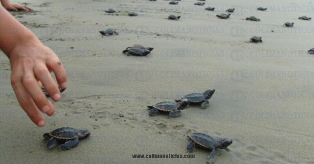 tortugas marinas