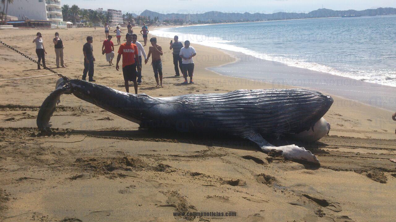 PROFEPA atendió varamiento de cría de ballena en Manzanillo