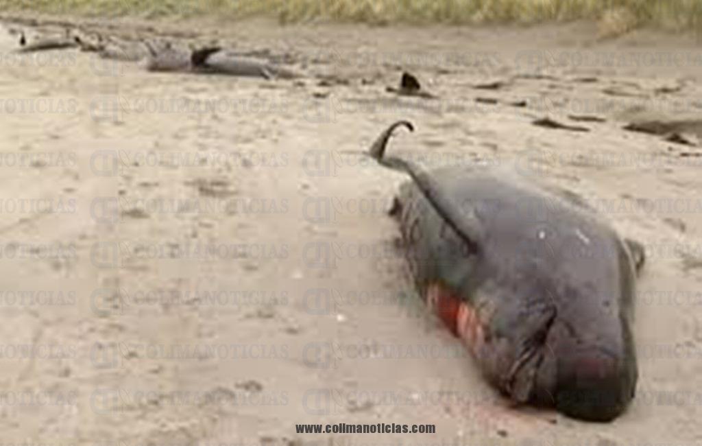 ballena en mzo muerta