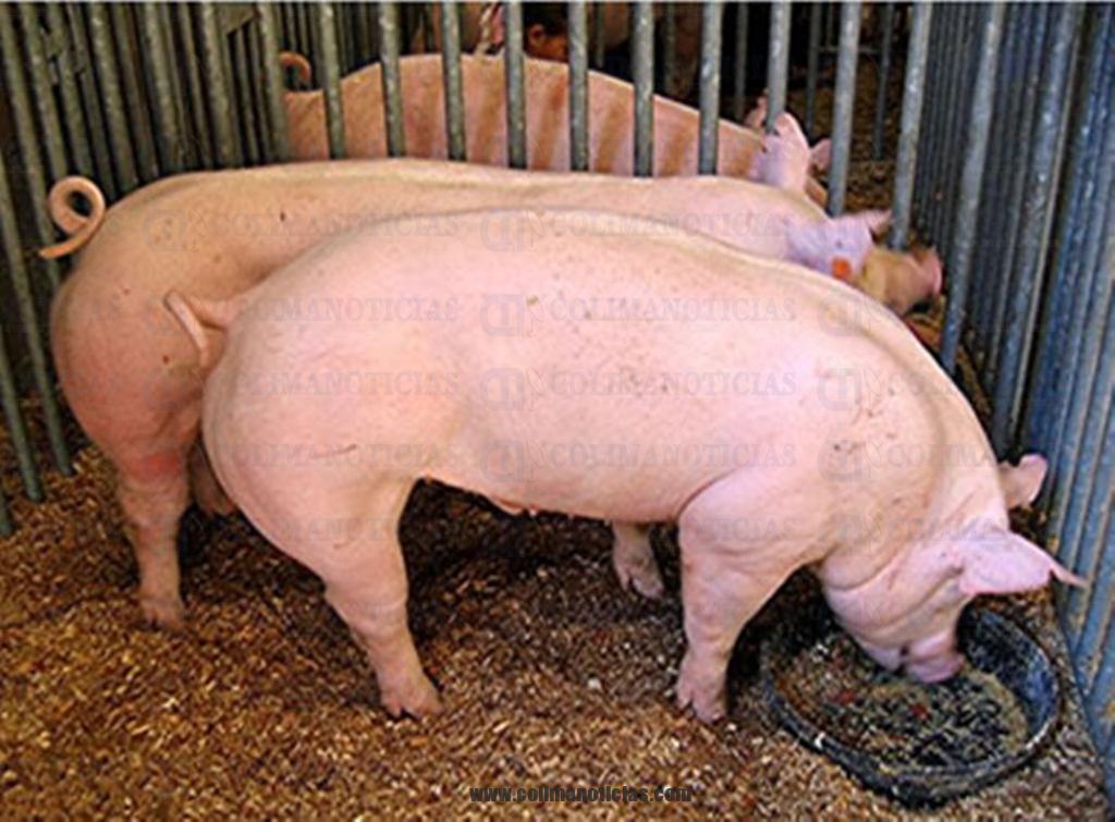 cerditos