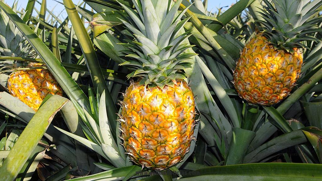 CULTIVOS DE PIÑAS