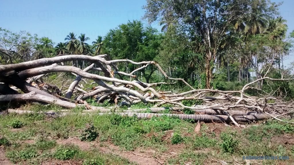 derribo de parotas