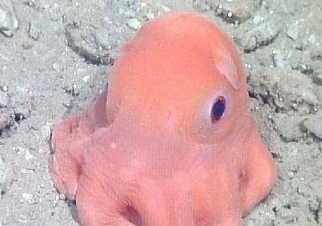 adorabilis pulpo rosado