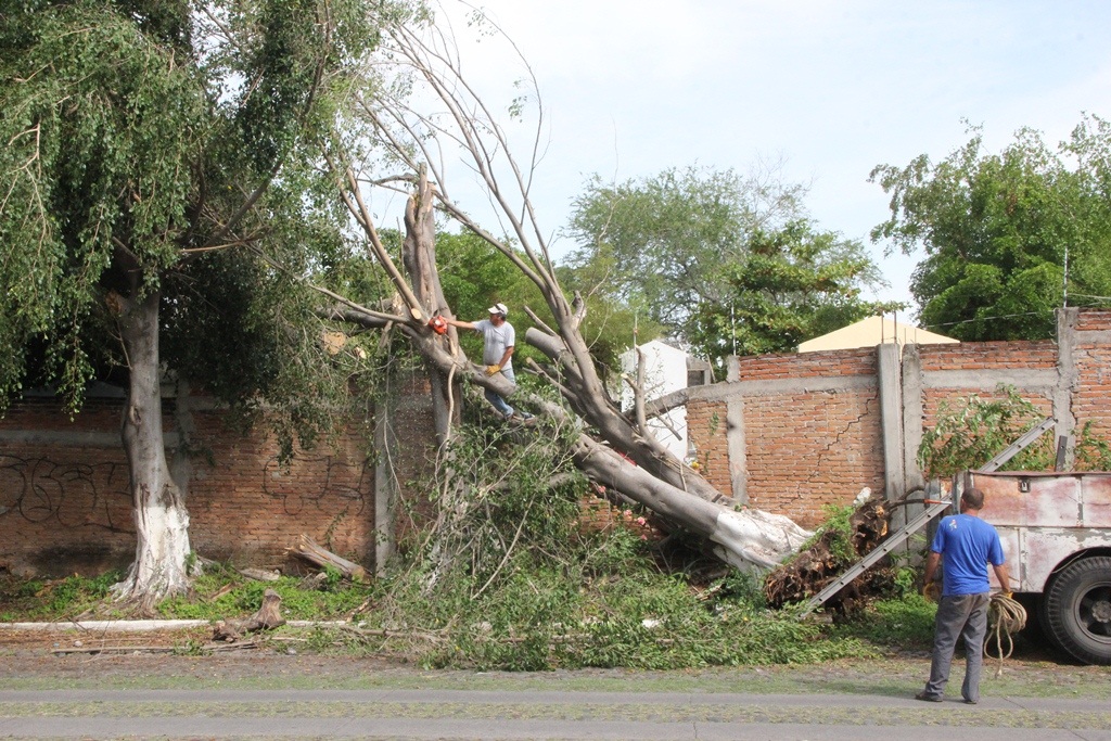 arbol caido colima