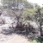 Reportan al menos 20 cabezas  de ganado perdidas