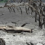 Reportan al menos 20 cabezas  de ganado perdidas 2