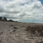 Reportan al menos 20 cabezas  de ganado perdidas 3