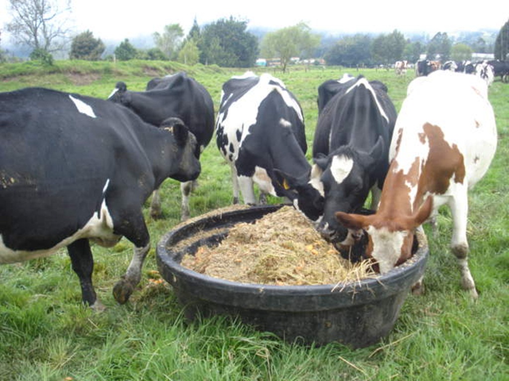 alimentacion vacas