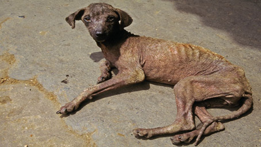 perro callejero2