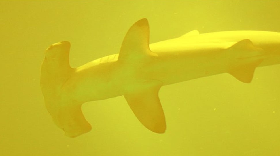 tiburones dentro de volcan infobae