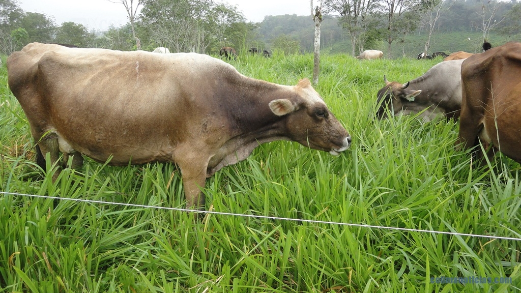 vacas