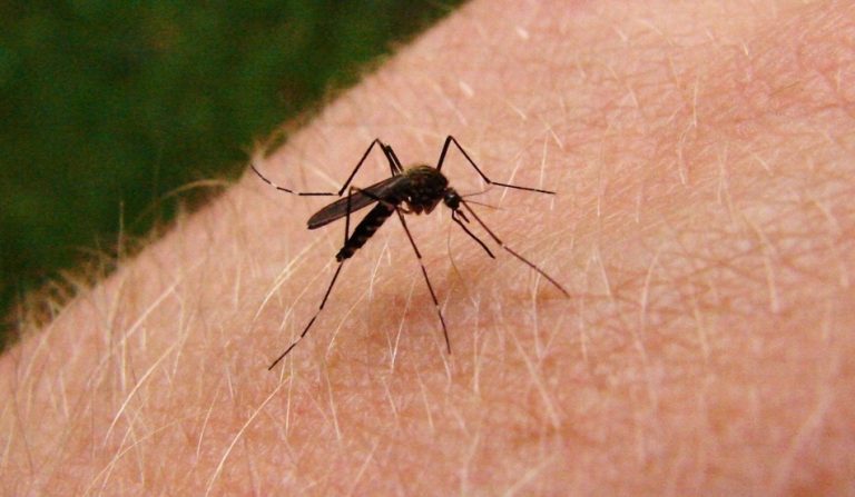 Colima sin casos de dengue reportados, pero se estudian 3 decesos por esa causa: SS