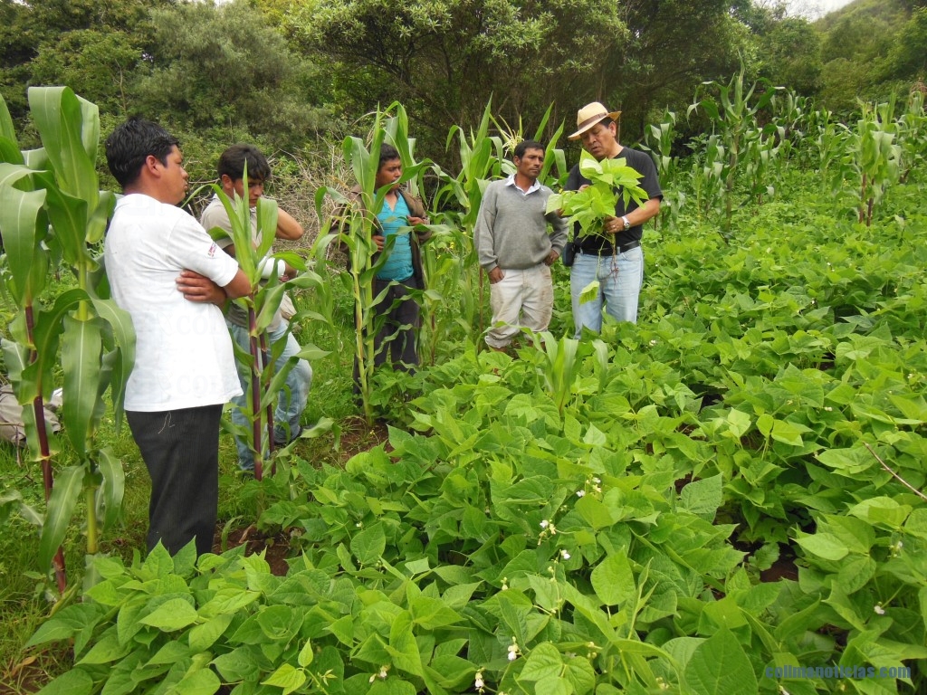 campo FINANCIERA