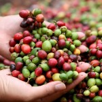 PLANTACIONES DE CAFÉ EN LAOS