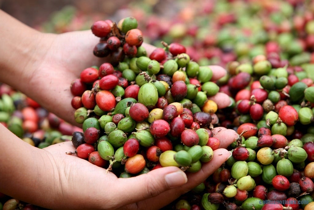 PLANTACIONES DE CAFÉ EN LAOS