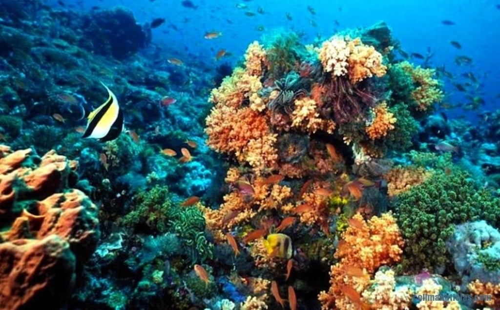 arrecifes de coral