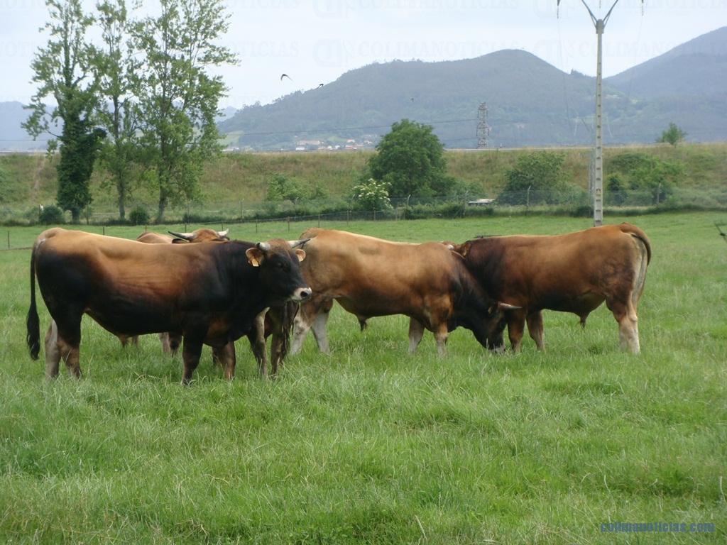 vacas