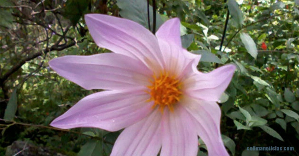 Dalia