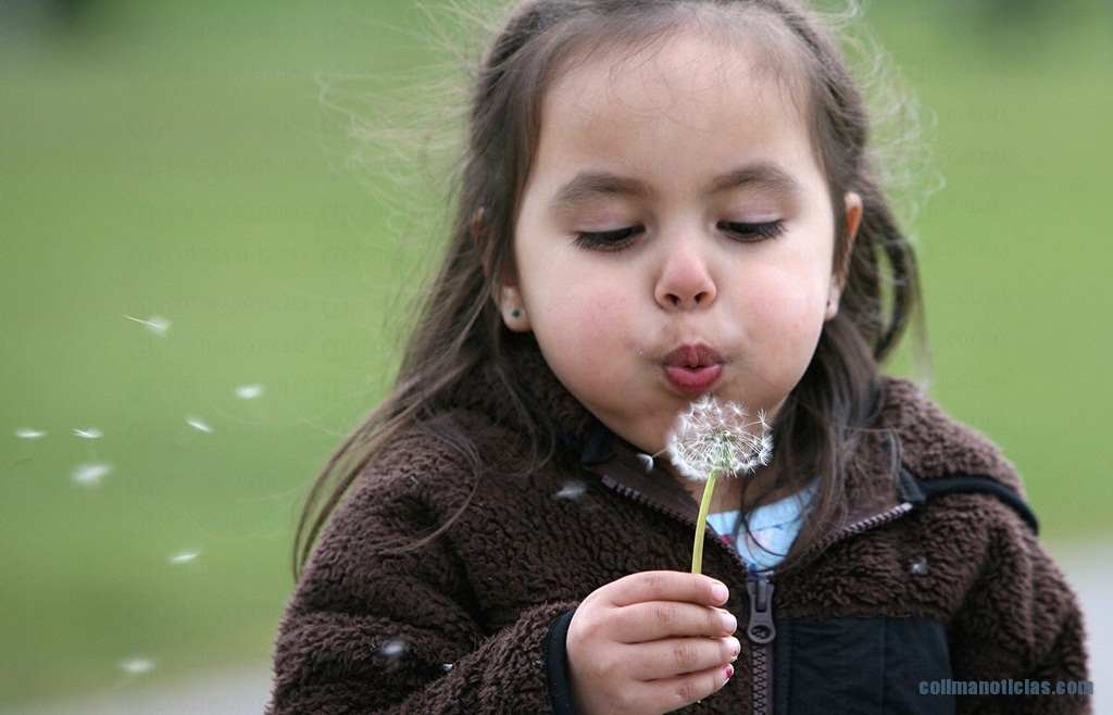 DOCU_GRUPO dandelion