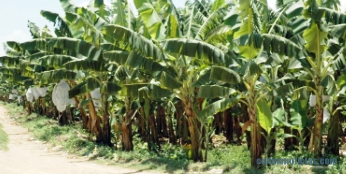 SIGATOKA